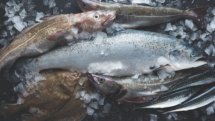 Samarbeten och kunskapsdelning för hållbara marina vattenbruk