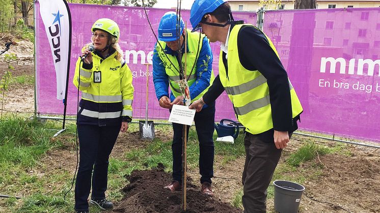 Jenny Gunnar, NCC och Mikael Källqvist samt Jesper Brandberg från Mimer planterar ett äppelträd för ett fruktsamt samarbete och smakfullt boende i kvarteret Älgen.