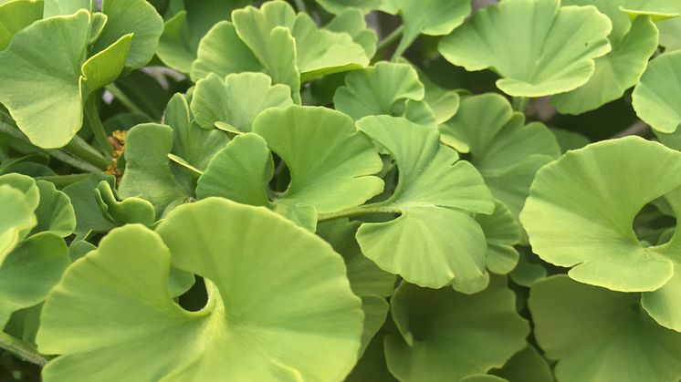 Idag finns bara en art av ginkgoväxterna som var vanligare på dinosauriernas tid. Nu kan forskare identifiera växtfossil på ett nytt sätt och hitta ginkgoväxternas utdöda släktingar.