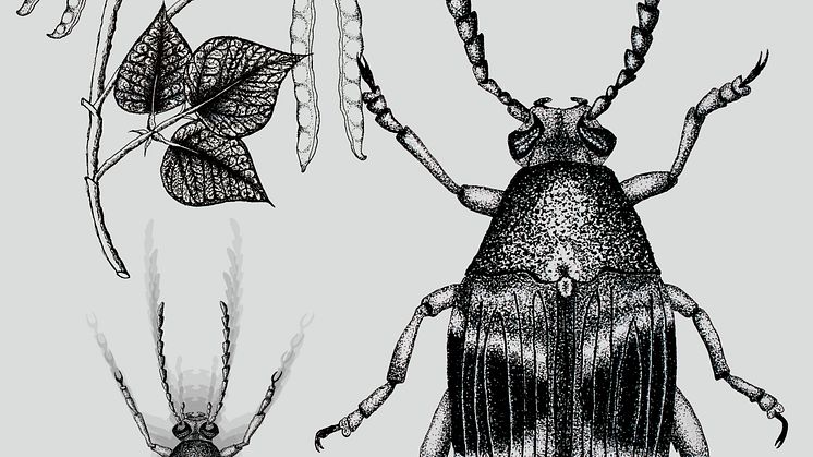 Callosobruchus maculatus beetle