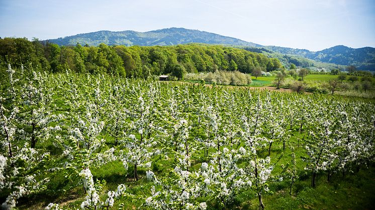 Vy över Karpatiska bergen