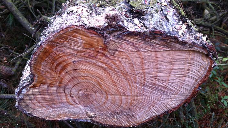 Angrepp av svampen Fusarium circinatum på tall. Foto: Funda Oskay