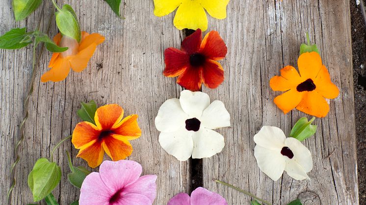 7Årets Sommarblomma 2023 Thunbergia alata Svartöga foto annikasnaturligating