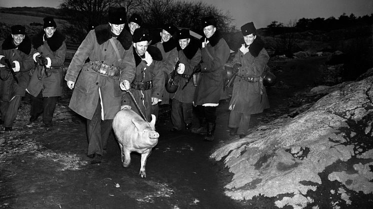 Sverige behöver bygga upp sin livsmedelsberedskap med nya metoder. På bilden beredskapssoldater med gris i ledband, fotograferad i Stockholms ytterskärgård 1941. Foto Aftonbladet/Stockholms stadsmuseum