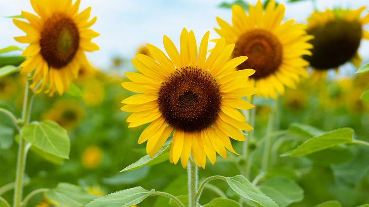 Solrosen är Ukrainas nationalblomma. Foto: Kasumi Sasaki/Unsplash