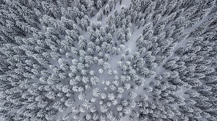 Luminen metsä_1920x1078