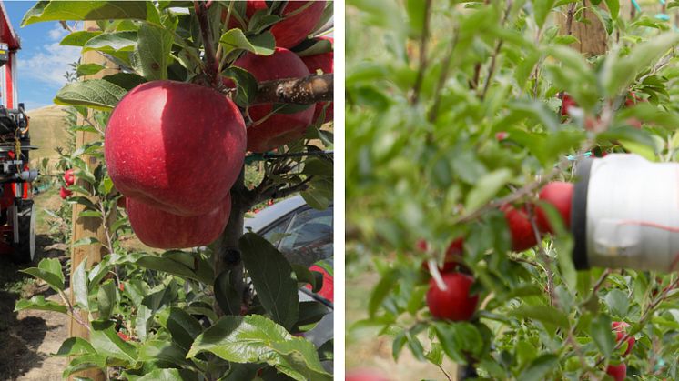 Abundant Robotics' automatic apple harvester (left) and picking apples with the mechanism's dedicated arm (right) *Images courtesy of: Abundant Robotics