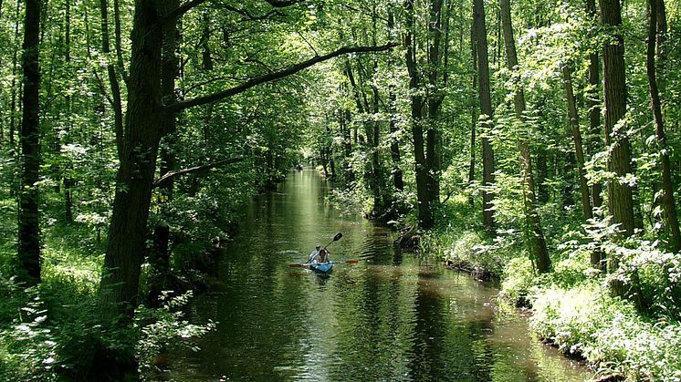 Oberspreewald-Lausitz_Spreewald_Paddeln_durch_den_Hochwald.2.1.1