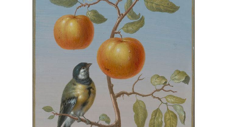 Barbara Regina Dietzsch, Talgoxe (Parus major) på grenen av ett äppelträd med två frukter (Great tit on the branch of an apple tree with two fruits), odaterad (undated). 1x1
