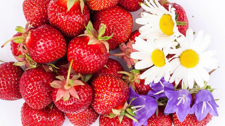 Tyvärr blir det svårt att frossa i svenska jordgubbar till midsommar. En tårta kanske blir perfekt?