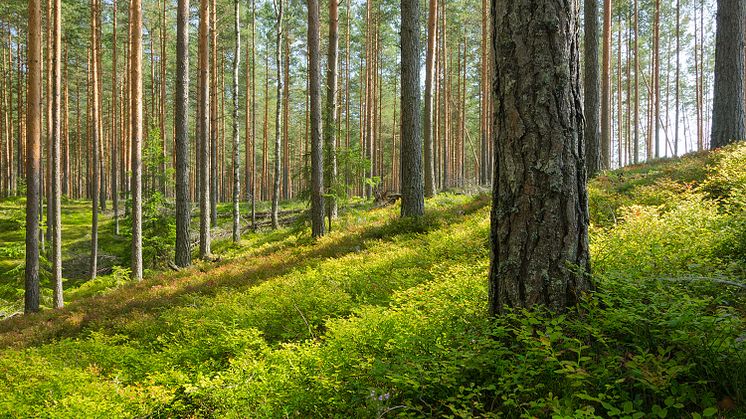 Kväve och kopplingen till kolbindning i de nordiska skogarna