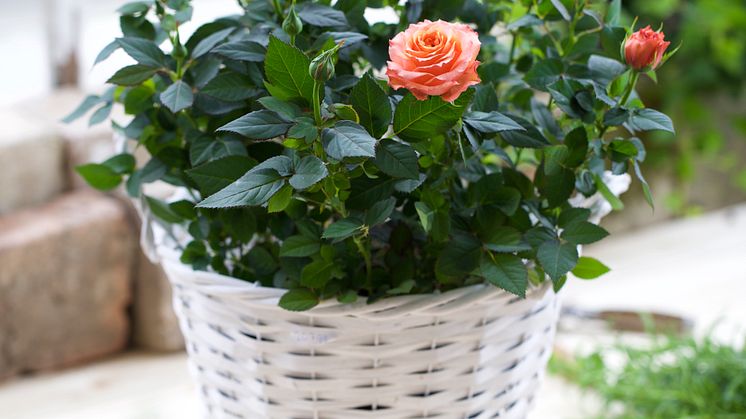 Småblommig ros i kruka.  Rosa Miniatyrros-Gruppen 