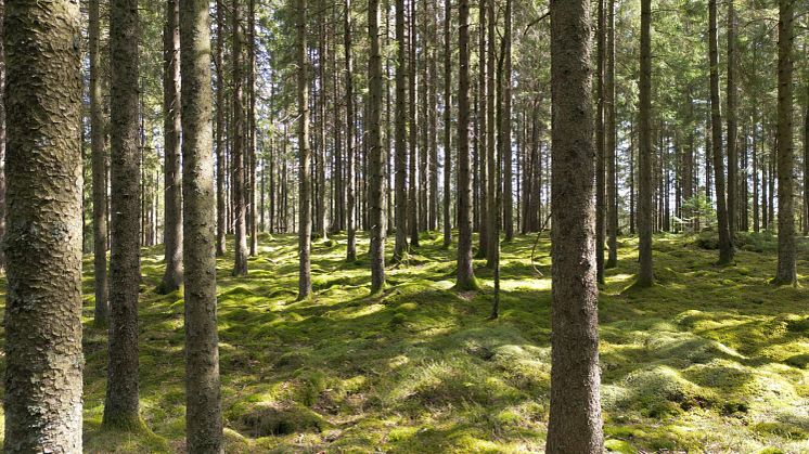Stigande pris på skogsmark i norr, nedgång i mellersta och södra Sverige