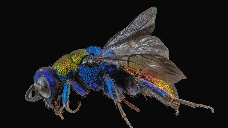 Hedychrum nobile