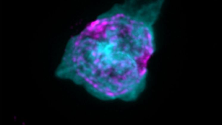 Immune cell isolated from mouse with CCM 