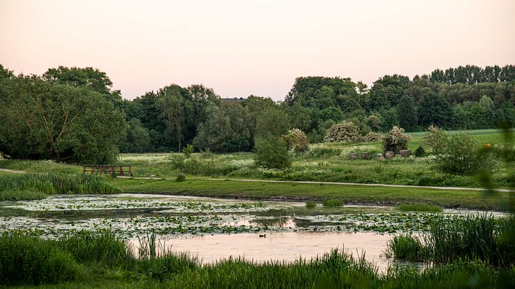 Hållbarhetsveckan bjuder bland annat på ett besök i Höjeådalens naturreservat, där kommunens ekolog och skyfallsstrateg berättar om områdets flora, fauna och funktion vid skyfall.