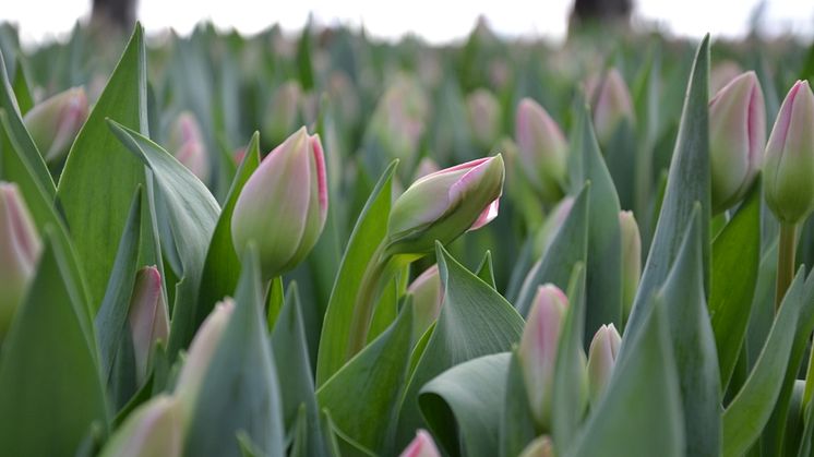 Målsta Blommor är den största tulpanodlingen i Norrland.