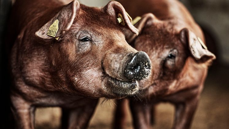 Duroc-råner Norsvin Delta