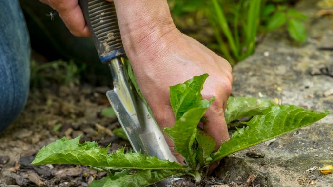 07_Dandelion_manual weeding_Neudorff.jpg