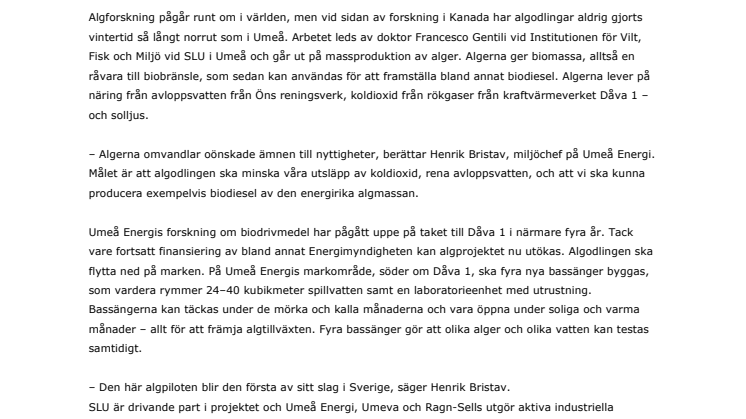 Umeå Energi storsatsar på algodling