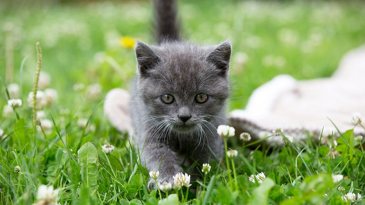Kattunge på gräsmatta
