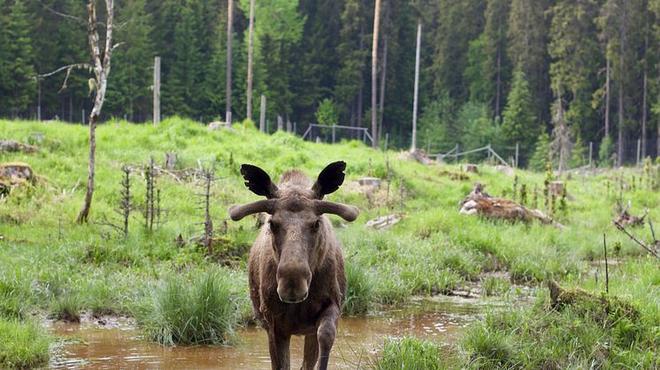 Värmland Elgpark Foto Hanne Marit Tobiassen 2.jpg