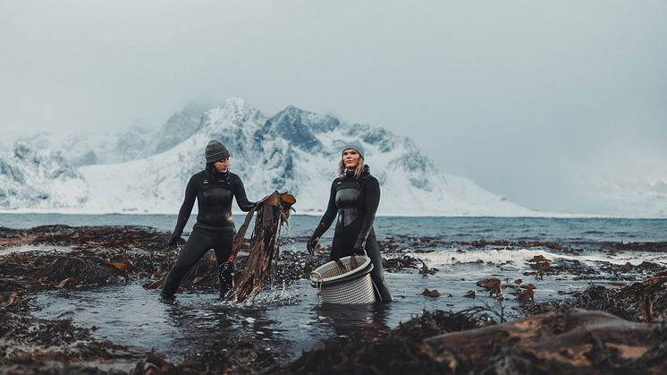 Lofoten seaweed