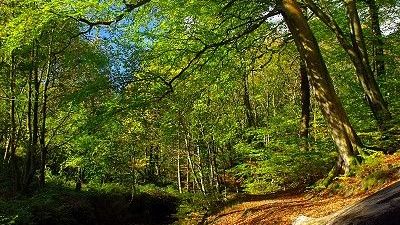 Have some fun on a fungal foray