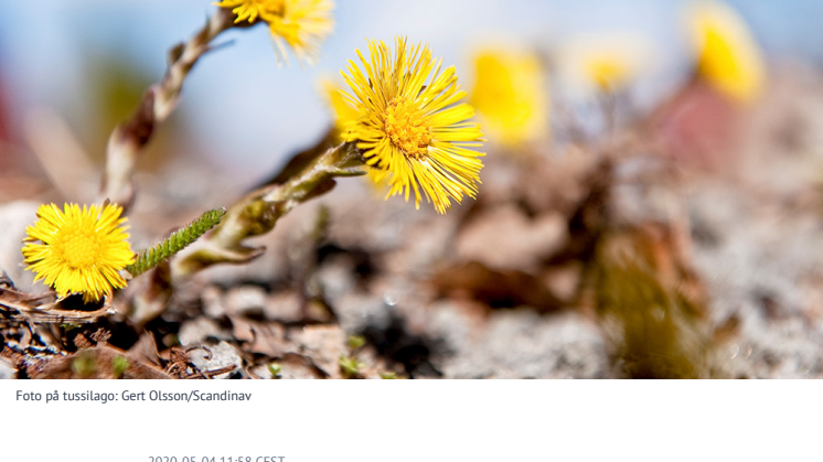 Vårkollen resultat 2020.pdf