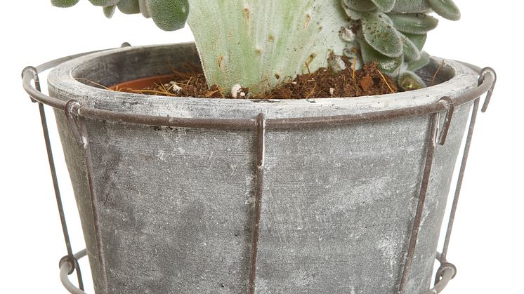 Echeveria 'Pulvinata Frosty'