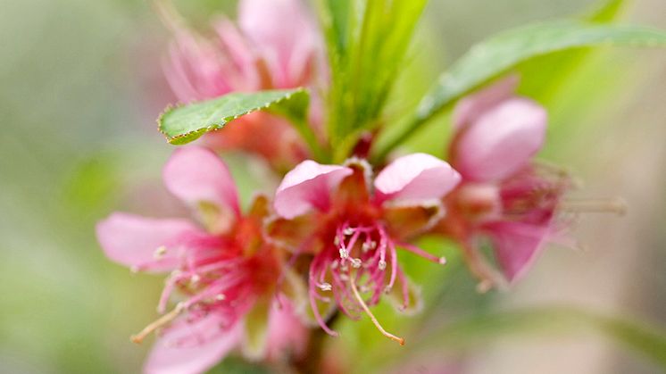 Persika-blommar-Blomsterlandet