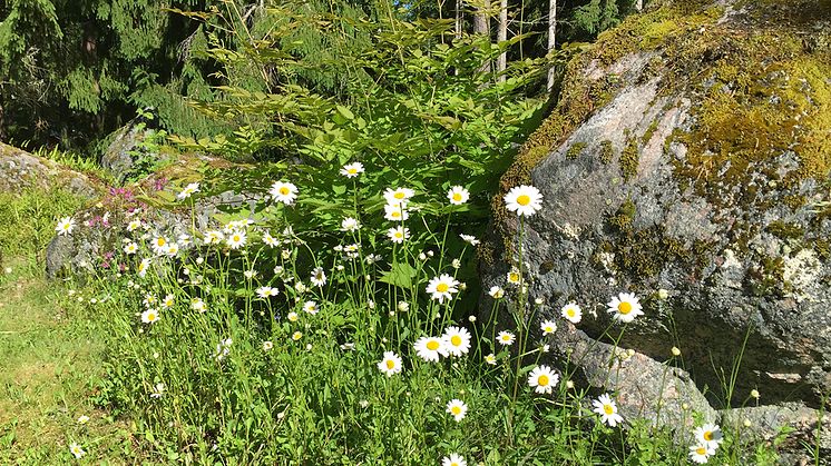 meta-blommor-1200x628.jpg