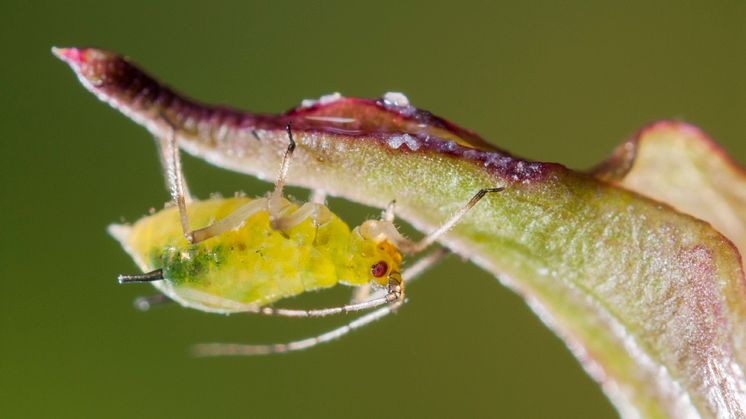 04_Aphid_Neudorff.jpg