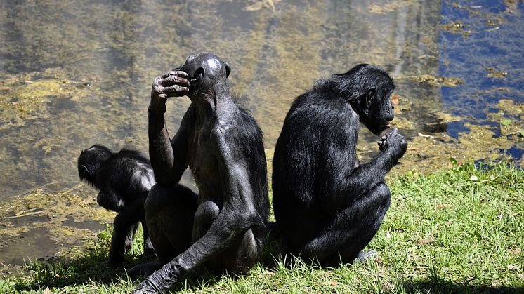 bonobo-apes-gfbf891623_1920