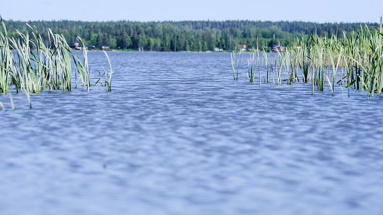 Alstern_fotograf Dan Johansson