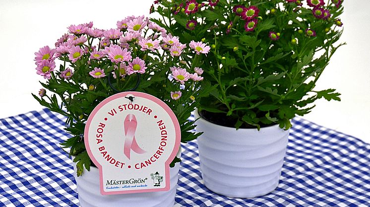Dagens Rosa Produkt 22 oktober - en småblommig Krysantemum från Mäster Grön