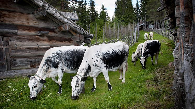 SummerPastureFarm_Animals_fotoHakanOlsen_VisitDalarna