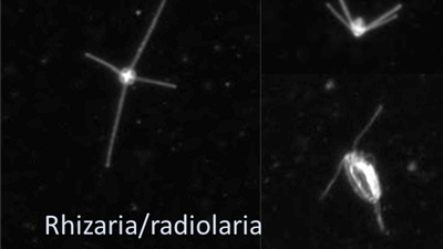 Fig. 3. Members of the varied group Rhizaria