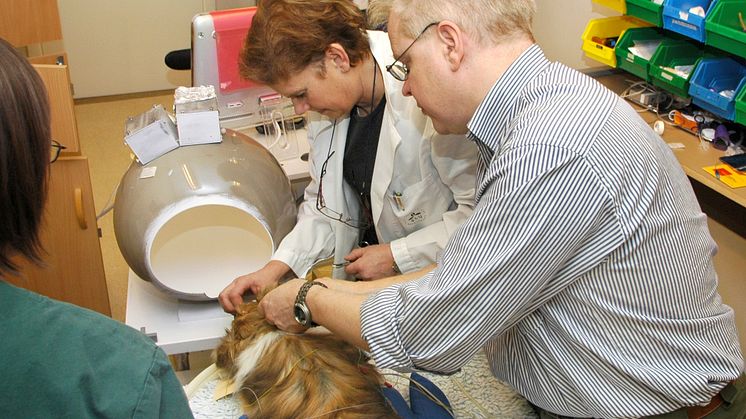 Veterinärmedicinsk undersökning. Fotograf: Björn Ekesten, SLU