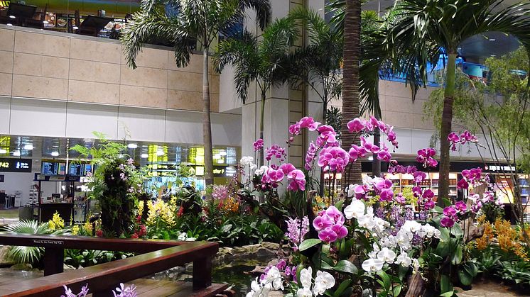 Orchid garden