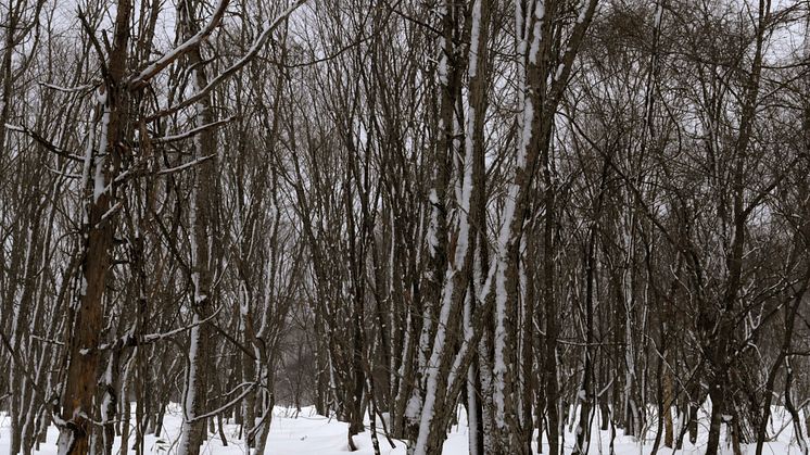 Jacob Kirkegaard, Stigma, 2014. Fukushima.-1-300dpi-final 2