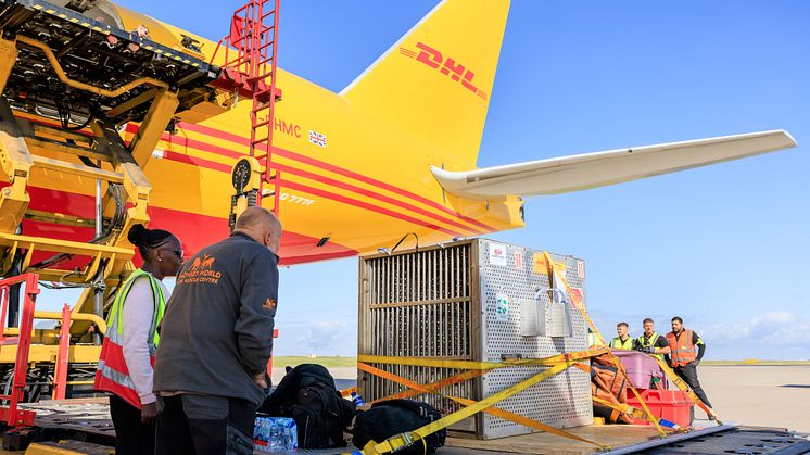 Chocolat leaving the DHL aircraft at EMA, accompanied by her animal attendants, Monicah and Jeremy.jpg