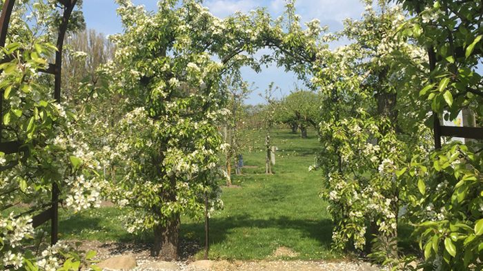​Kiviks Musteri öppnar sina blommande äppelträdgårdar med fotoutställning om pollinatörer