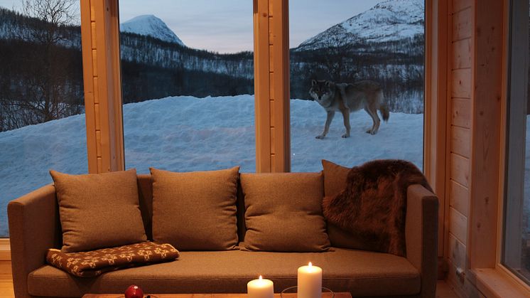 Spend the night with wolves