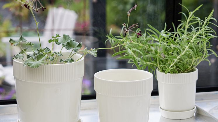 Sagaform SS24 - Elise white pot