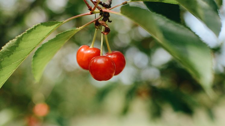 Montmorency cherries