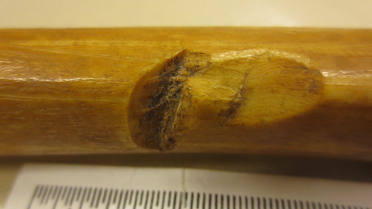 Shin bone with cuts from battle