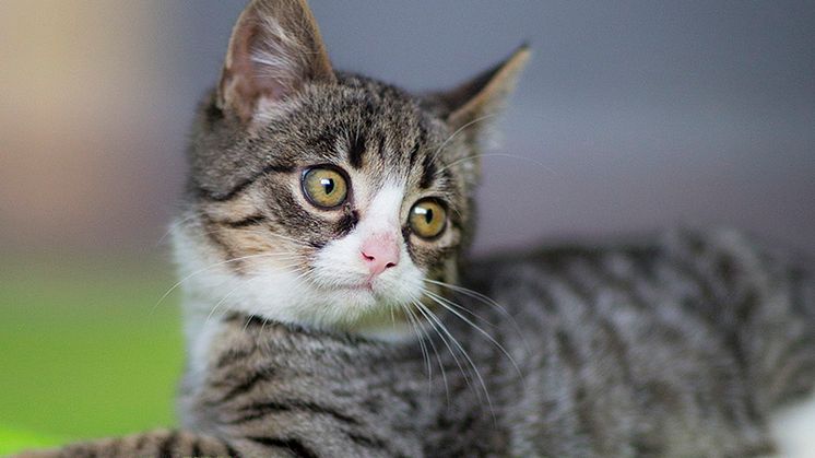 Ta med katten på bilturen – tänk på detta 