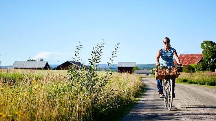 Järvsö Gårdstramp_hög_55A7354 kopiera