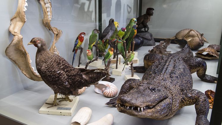 Tingen i samlandets spår - nytt litet museum från förr